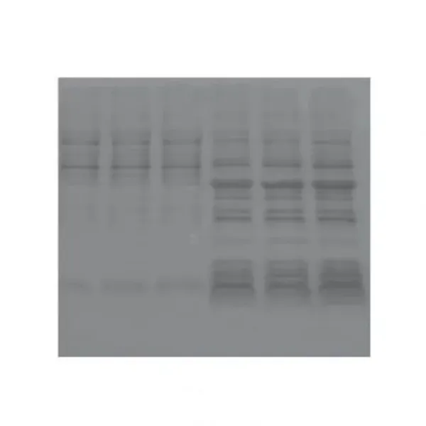 Imagem de Ponceau S Solução