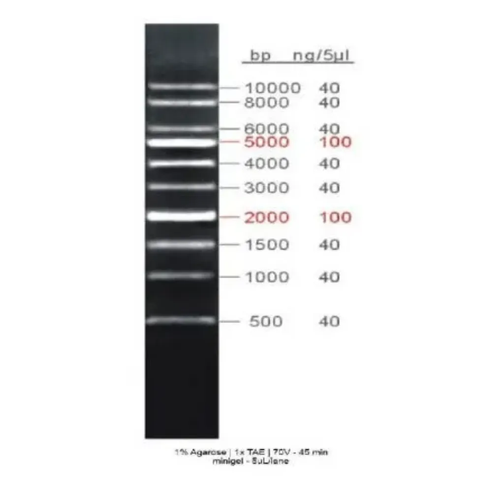 Imagem de GRS Marcador 1Kb