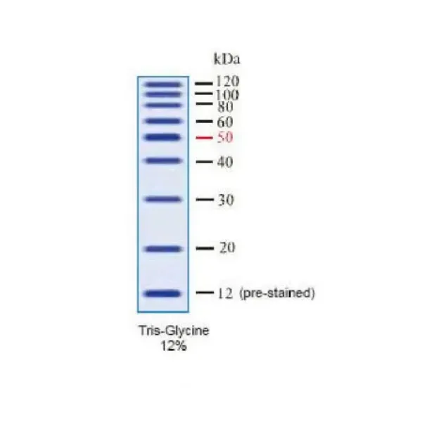Picture of GRS Unstained Protein Marker