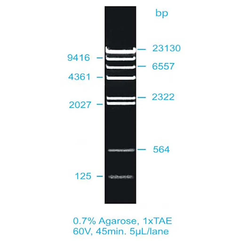 Picture of Lambda/HindIII