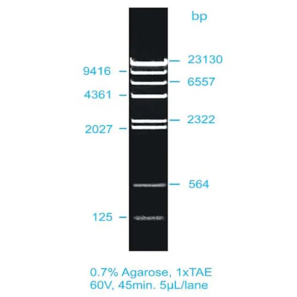 Imagem de Lambda/HindIII